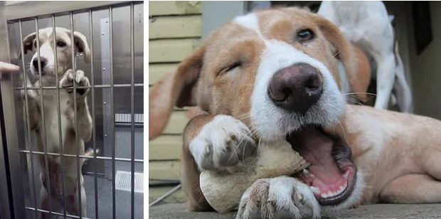 8 Examples Of What A A Day Makes In The Life Of A Pet