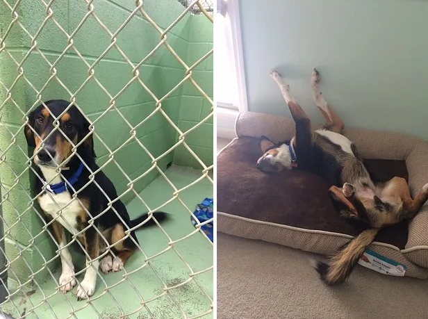 8 Examples Of What A Difference A Day Makes In The Life Of A Pet