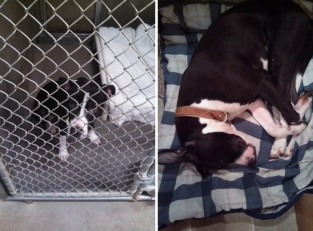 8 Examples What A Difference A Day Makes In The Life Of A Pet