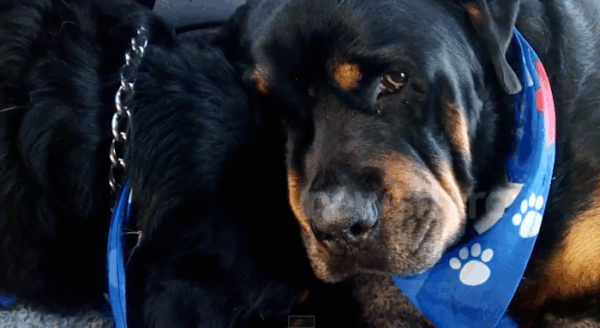 Το συγκινητικό video με το rottweiler που κλαίει σαν άνθρωπος επειδή πέθανε ο αδερφός του!