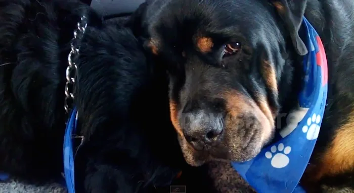 Ένα σκυλί ράτσας Rottweiler με μπλε μαντίλι δίπλα στον αδερφό του.