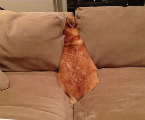 dogs-hide-seek-3__605