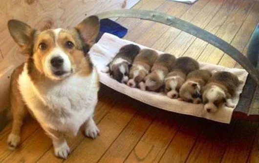 Μια σκυλίτσα ράτσας Corgi ποζάρει περήφανη δίπλα στα έξι νεογέννητα κουτάβια της.