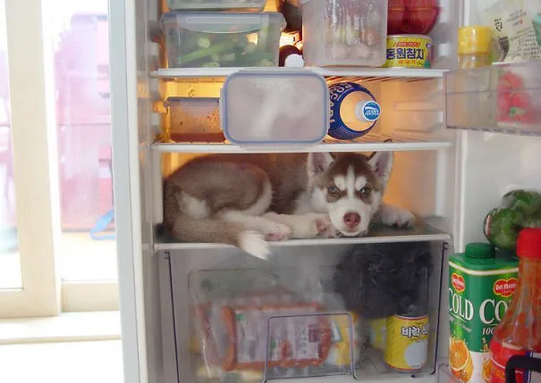 hiding-ninja-funny-dogs-15__605
