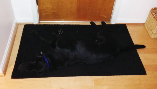 hiding-ninja-funny-dogs-221__605