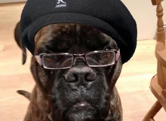 n-DOGSON-large640