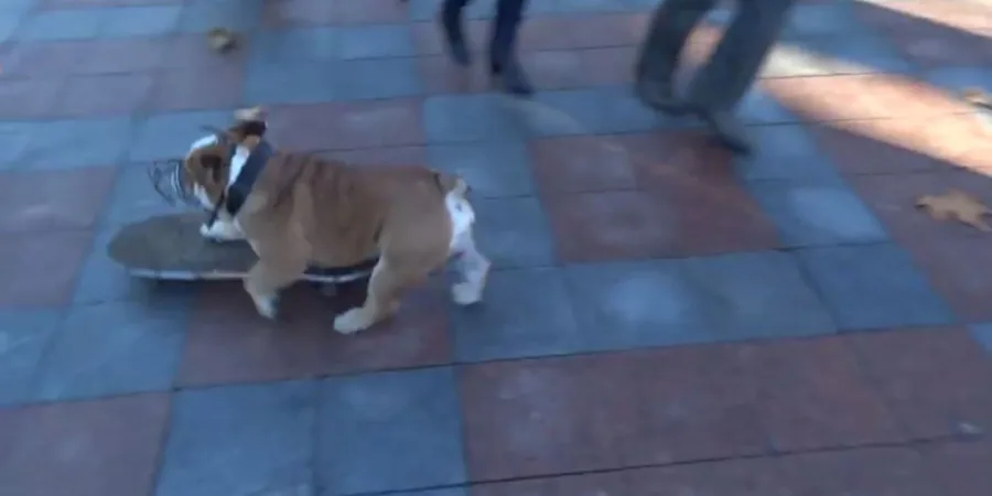 Ο σκύλος Sam πάνω σε ένα skateboard σε πλακόστρωτο δρόμο.