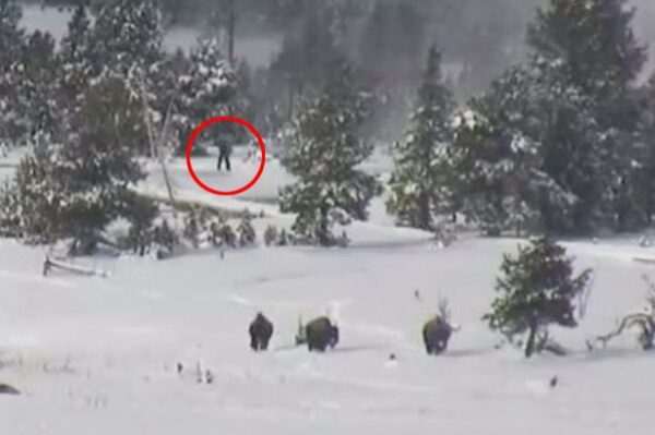 Λέτε; Ο Μεγαλοπόδαρος on camera στο Εθνικό Πάρκο Yellowstone; Δείτε το απίστευτο video