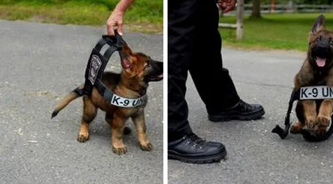 33 Pictures Only Serial KilleAnd Replicants Won t Find Cute