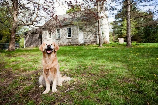 800993_smiley-blind-therapy-dog-golden-retriever-stacey-morrison-6
