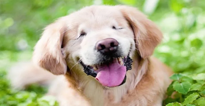 Ο Smiley, ένα Golden Retriever που είναι τυφλό, χαμογελάει ξαπλωμένο στο γρασίδι.