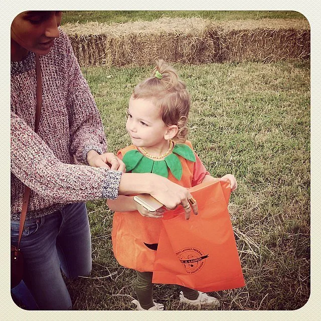 Dixie-all-dressed-up-pretty-pumpkin-Halloween-2014