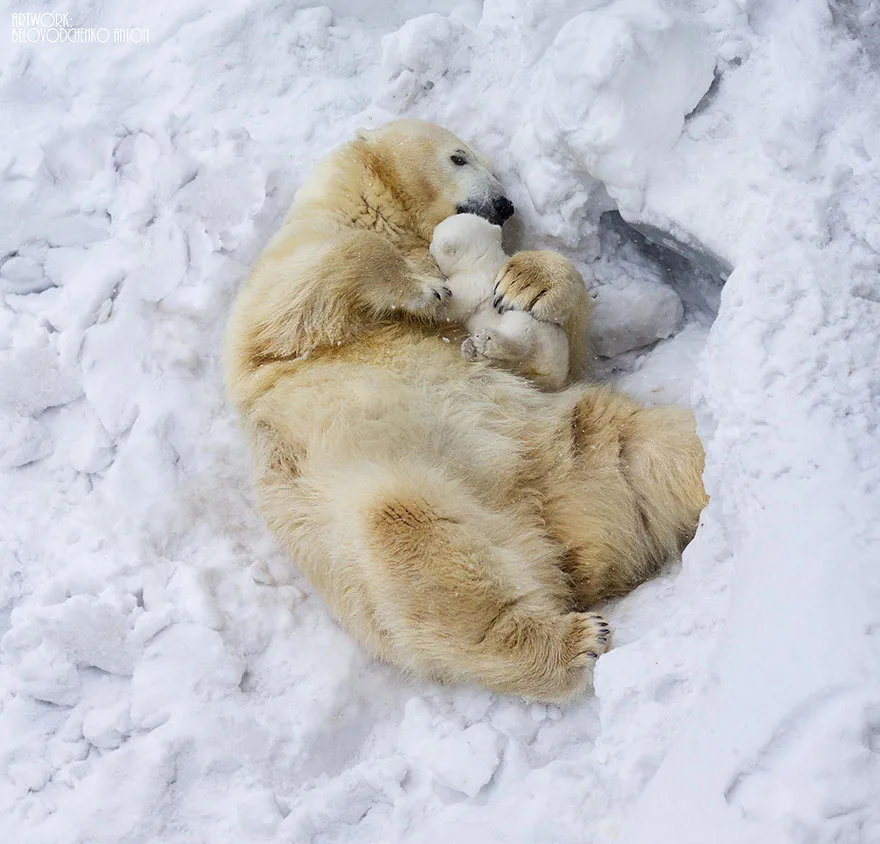 animal-parents-3-2