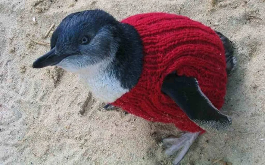 penguin1