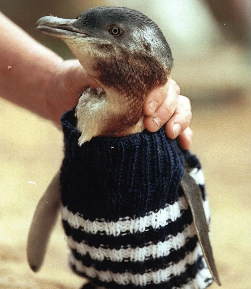 penguinjumper