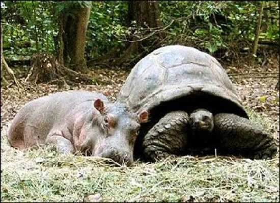 strange_friends_1