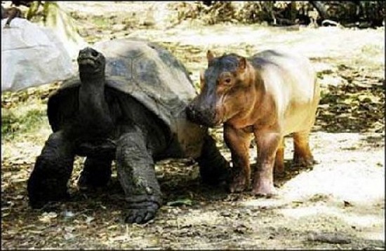 Υπέροχο: Δείτε μια…ασυνήθιστη φιλία μεταξύ ενός ιπποπόταμου και μιας χελώνας!