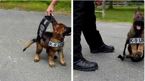 33 Pictures Only Serial Killers And Replicants Won t Find Cute