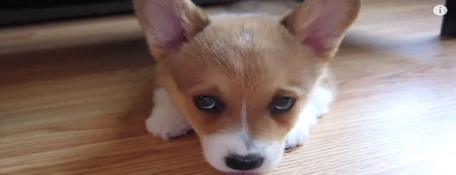 Κοντινό πλάνο ενός κουταβιού Corgi που κοιτάζει την κάμερα.