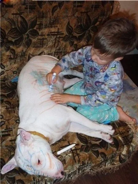doogy2