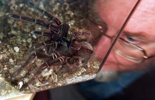 AUSTRALIA-LARGEST-SPIDER