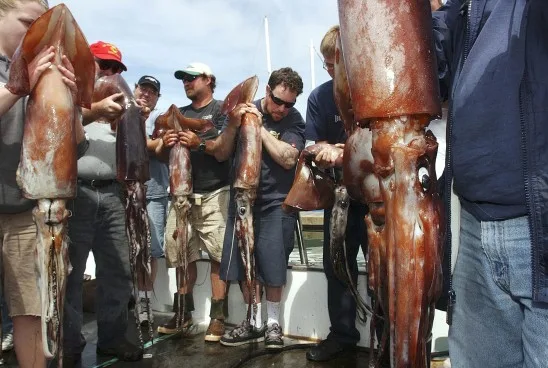 Jumbo Squid Invasion