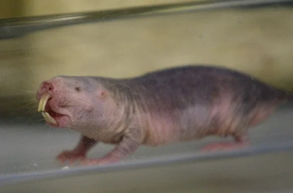 Naked Mole Rats