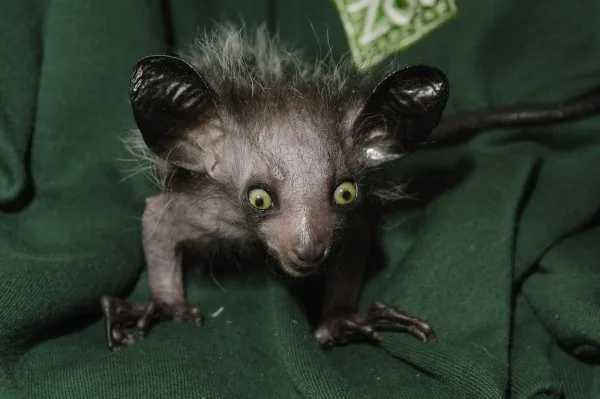 The First UK Captive Bred Aye Aye