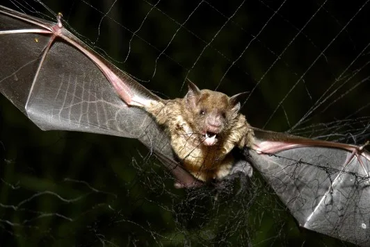 BRAZIL VAMPIRE BATS