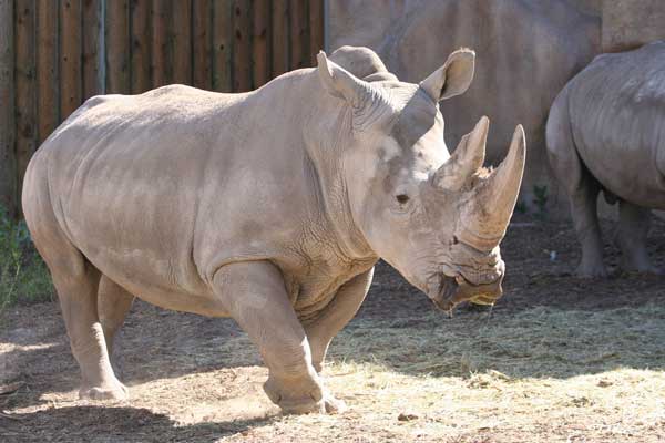 rhino_princess