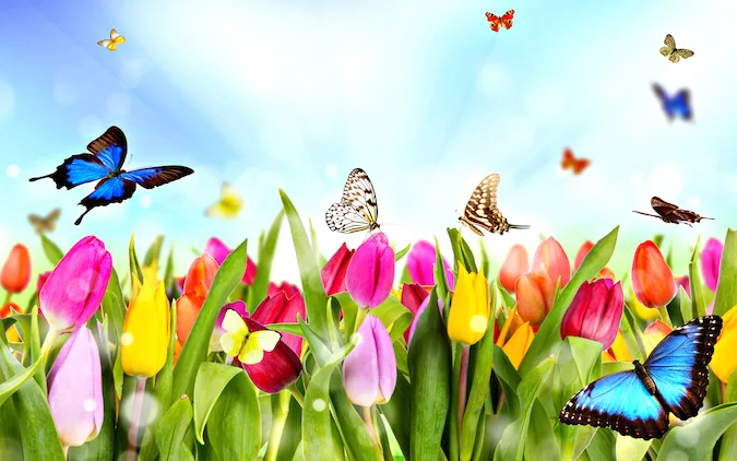 spring-01