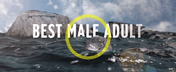 Mad Video Music Awards 2015 by Coca-Cola, κατηγορία BEST MALE ADULT! Ψήφισε τώρα