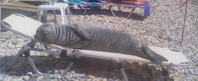 Η φώκια Αργυρώ ξαπλωμένη σε μια ξαπλώστρα σε παραλία της Σάμου.