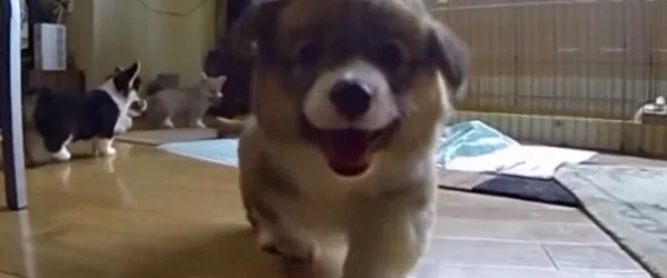 Κοντινό πλάνο σε ένα χαρούμενο κουτάβι Corgi που τρέχει προς την κάμερα.
