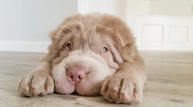 Το κουτάβι Tonkey, ένα Shar Pei που μοιάζει με λούτρινο αρκουδάκι, ξαπλωμένο στο πάτωμα.