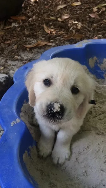 Κουτάβι Golden Retriever με άμμο στη μύτη μέσα σε μπλε σκάφη.