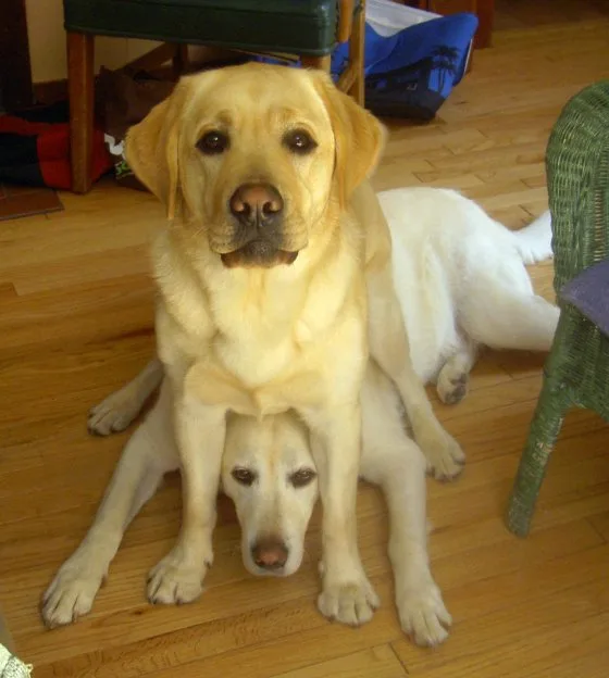 Comfortable-labrador