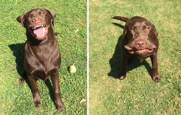 Labrador-Sneezer