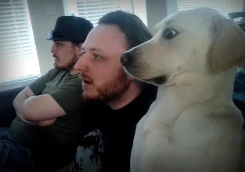 The-Shocked-Dog-Lab