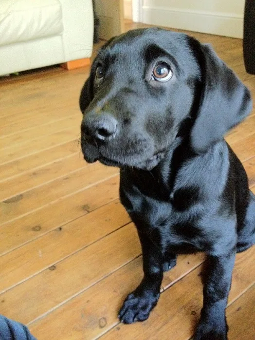 cute-black-lab-puppy