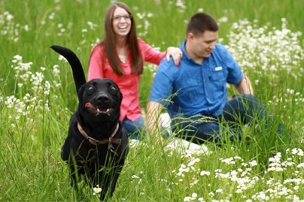 cute-black-labrador-running