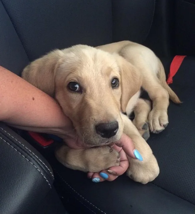 cute-labrador-puppy-pics