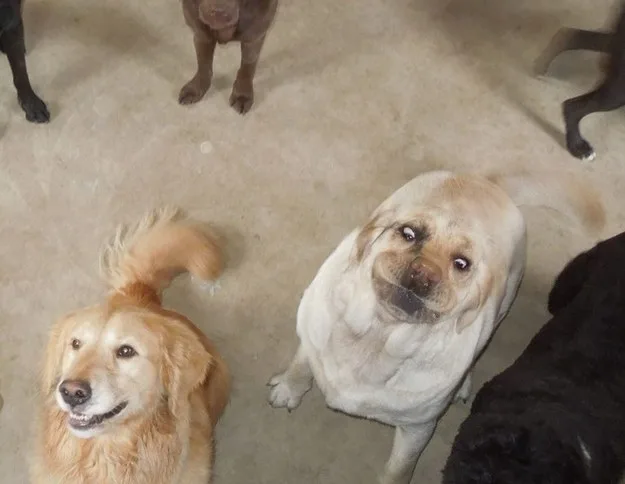 funny-face-labrador