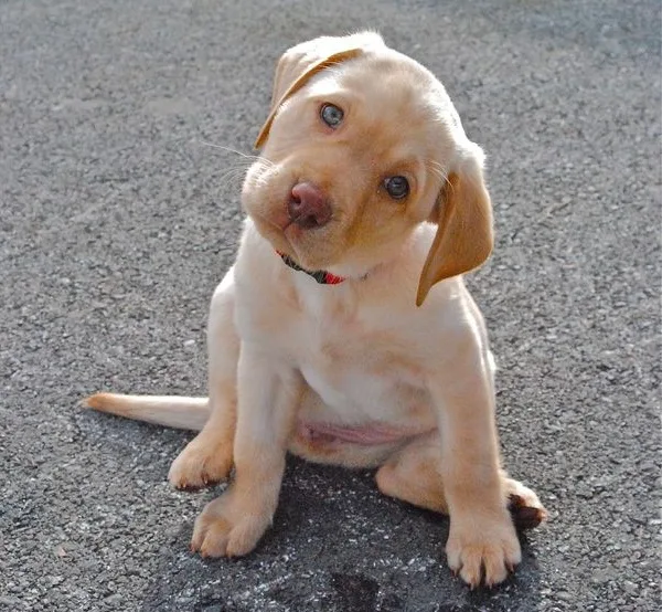 head-tilt-lab-puppy