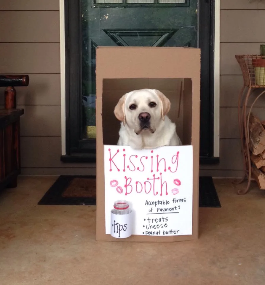 kissing-booth-labrador