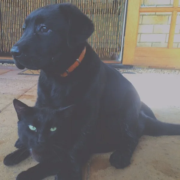 lab-puppy-and-cat