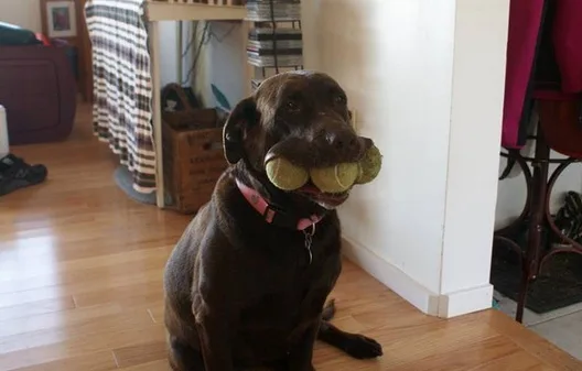 labrador-and-balls