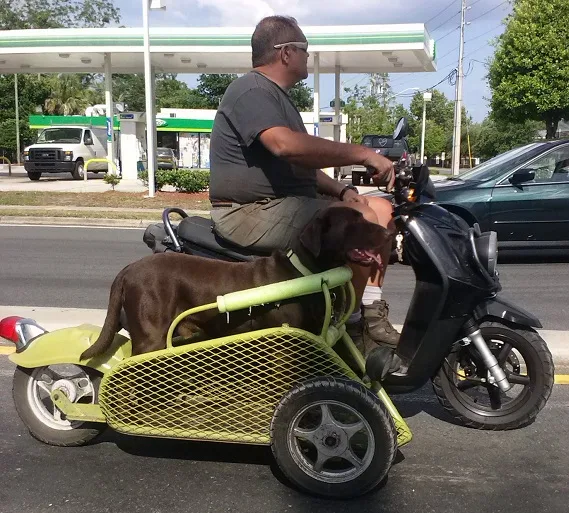 labrador-biker