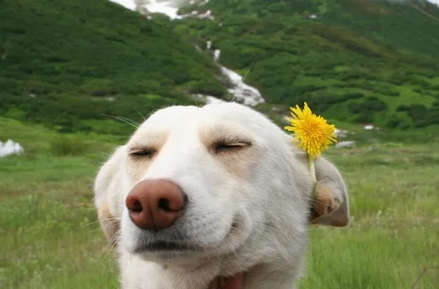 labrador-flower