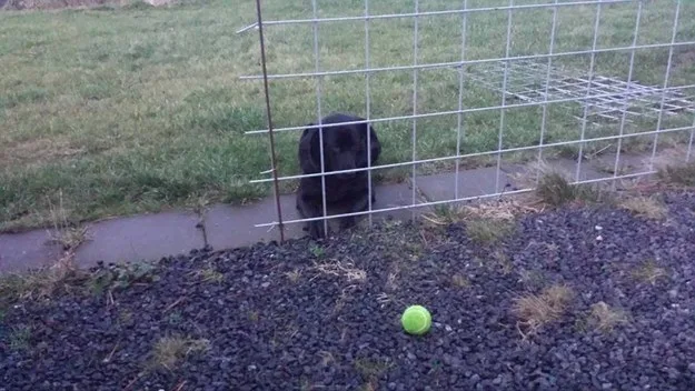 labrador-puppy-and-ball